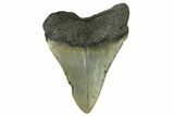 Serrated, Fossil Megalodon Tooth - North Carolina #295361-1